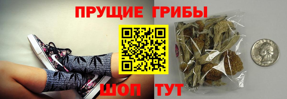 Псилоцибиновые грибы GOLDEN TEACHER  Вход с VPN  Псилоцибиновые грибы MAGIC MUSHROOMS  Дербент 